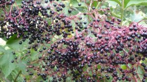 Поздние ягодки. Часть 2