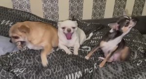 Всем наидобрейшего утречка и чудесного начала дня.