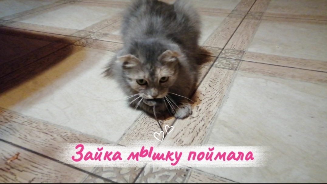 Зайка мышку поймала. У меня 3 кошки, все отличные мышеловки