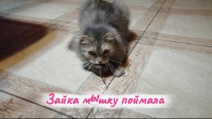 Зайка мышку поймала. У меня 3 кошки, все отличные мышеловки