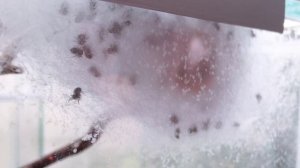 Новорождённые паучата скакунчики разминают ножки