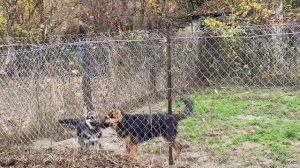 Друзья на прогулке!