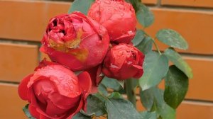 13=11=2025  уни  ПВН  (64)