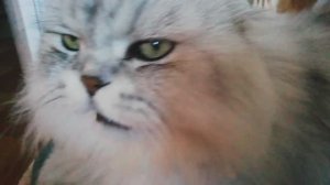 Кот Калькулятор