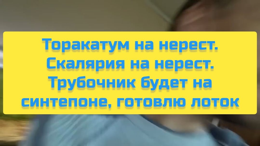 ТОРАКАТУМ НА НЕРЕСТ. СКАЛЯРИЯ НА НЕРЕСТ. ТРУБОЧНИК БУДЕТ НА СИНТЕПОНЕ, ГОТОВЛЮ ЛОТОК смотреть онлайн