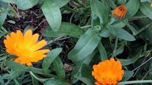 Цветы в середине ноября.