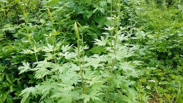 10-  Дача..Цветение рододендрона .  Украли помидоры))