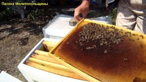 Пойманный рой пчел прошло 15 дней