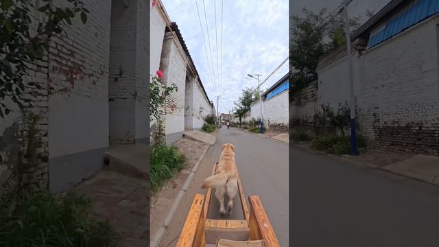 Собака-извозчик