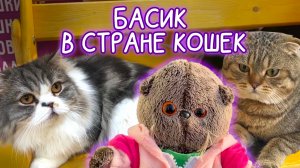 😽🐈🐈⬛БаАСИК В СТРАНЕ КОШЕК / ПРИКЛЮЧЕНИЯ БАСИКА/ #Басики  #волшебныебудни