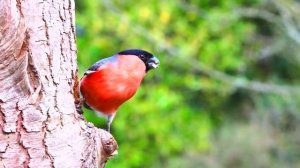 СПОКОЙНАЯ И РАССЛАБЛЯЮЩАЯ МУЗЫКА ДЛЯ ОТДЫХА И ЗАСЫПАНИЯ