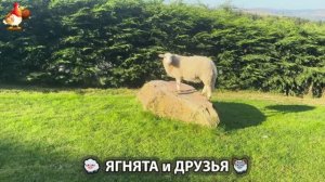 Ягнята и друзья 🐑 Веселые истории из жизни животных 😂 (6)