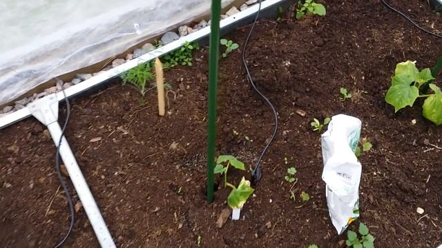 8- Отдыхаем хорошо)))Дача..лето..хорошо))