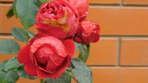 13=11=2025  уни  ПВН  (63)