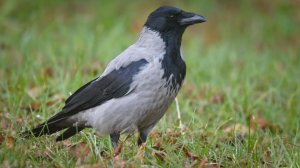 Ворона: Главная Пернатая Бандитка | Интересные факты про ворон