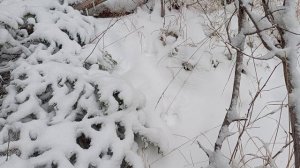 первые соболя сезона