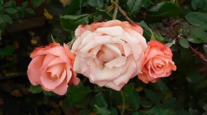 13=11=2025  уни  ПВН  (95)