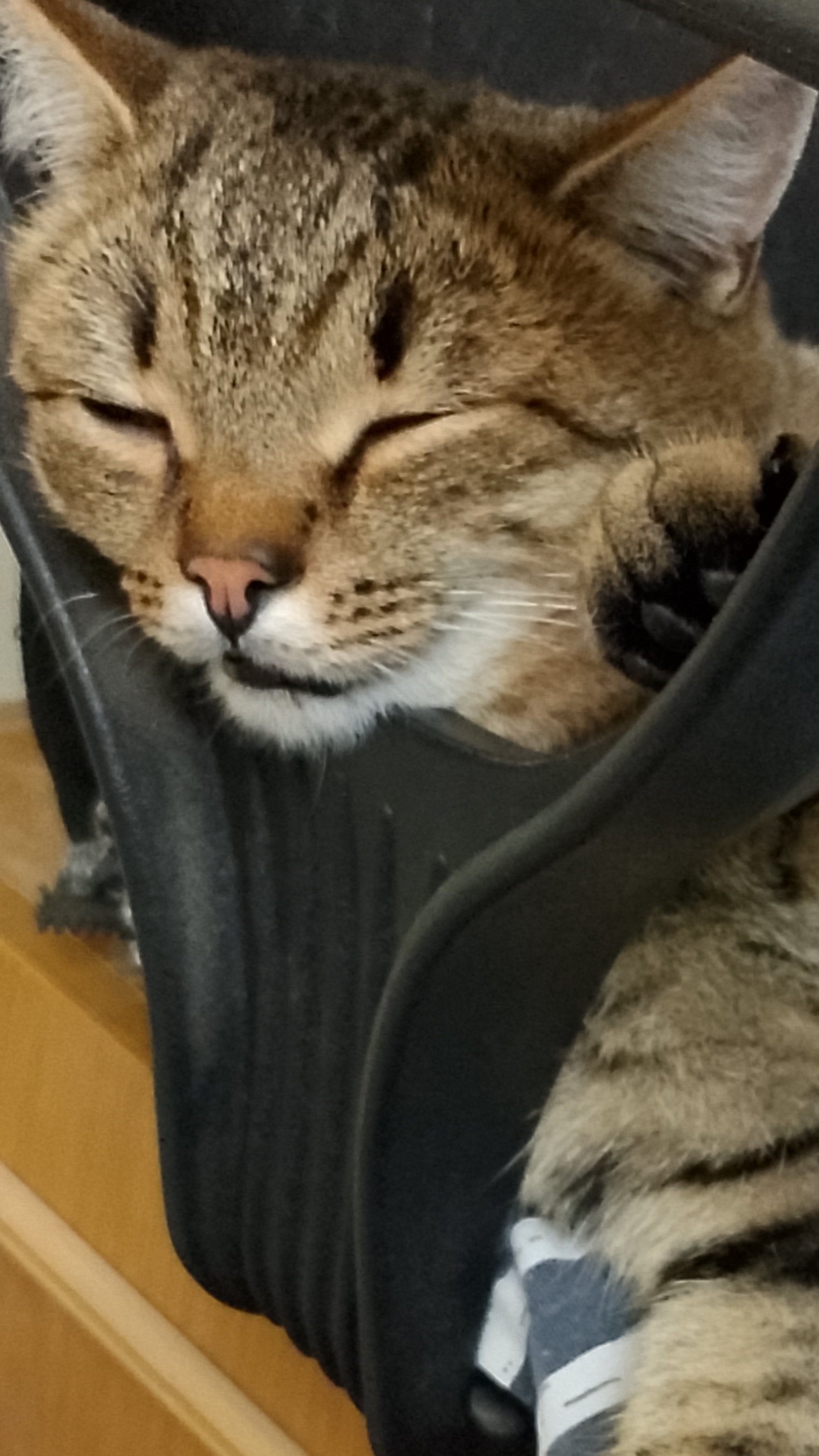 Забавные моменты! Максик  позирует!😁😸 Смешные животные.