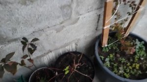 Птичий двор. Осень на юге.