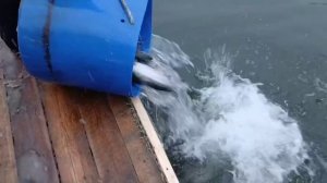 Зарыбление водоёма и активные поимки.