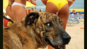 🐾 Убойные приколы животных! 😂🐶🦁 (2025)