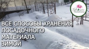 КАК СОХРАНИТЬ ПОСАДОЧНЫЙ МАТЕРИАЛ ЗИМОЙ