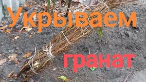 Гранат в траншею, цыплёнка в дом. Цыпленка лечим, гранат укрываем. Готовлю южные Растишка к зиме.