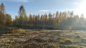 корчуем лес