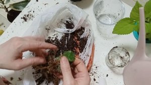 Пересадка моих растений. 1 часть.