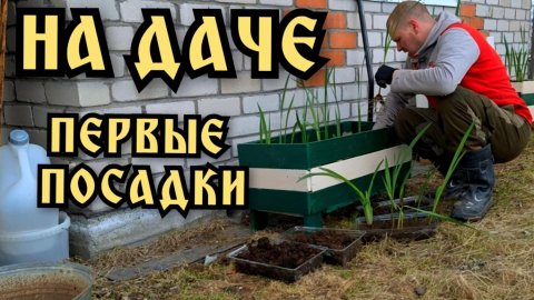 Петуния и гладиолусы. Первая рассада. Весна пришла в Хибины. 25 мая.