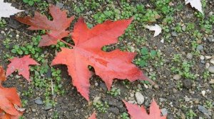 14=11=2025  ник  ПВН   наб   (107)