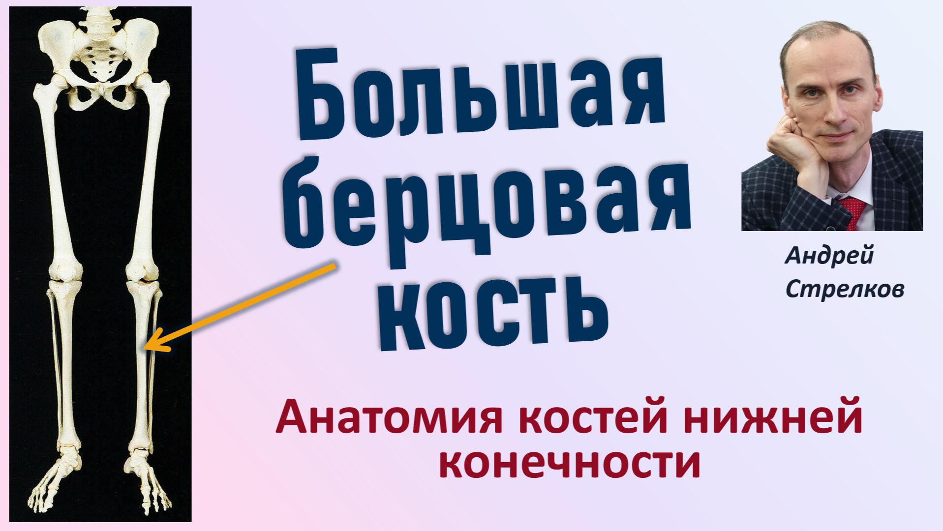 Большая берцовая кость. Анатомия большой берцовой кости