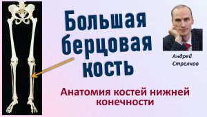 Большая берцовая кость. Анатомия большой берцовой кости