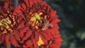 Что творится на Балу хризантем? Они пытались это скрыть. Но мы покажем.