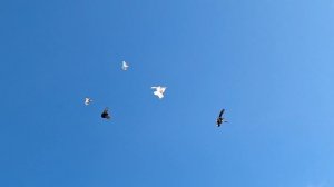 1000106455.mp4 Летные голуби.