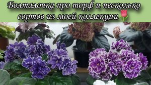 Болталочка про грунт + несколько сортов фиалок из моей коллекции 🌷