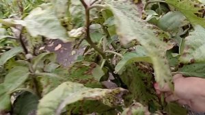 В саду хорошо. Переезд на юг.