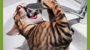 СМЕШНО ДО СЛЕЗ 😹😍 СМЕШНЫЕ КОТЫ, ЛУЧШИЕ ПРИКОЛЫ С КОТАМИ, КОШКИ, СОБАКИ , ЖИВОТНЫЕ