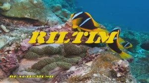 RILTIM.🎶🎼🎧 ТОЛЬКО ЛУЧШИЕ КЛИПЫ ОТ BEACH@MUSIC.🎼🎧🎵