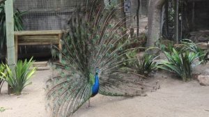 ЮАР. Кейптаун. «Мир птиц» (World of Birds Wildlife Sanctuary). Павлины.