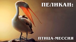 Пеликан: Философская Птица | Интересные факты про пеликанов