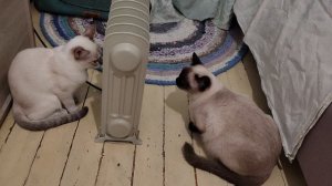 Две тайские кошки, Варя и котенок Агата