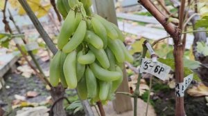 СТРЕЛА КУПИДОНА!!!🍇🍇🍇(55-6Р) СУПЕР НОВИНКА 2025! Telegram, WhatsApp и Vlber +79528500417.