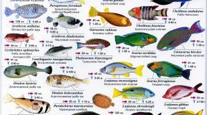 Удивительные малыши Красного моря.