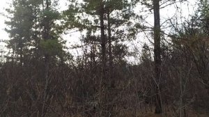 Ловля снегирей и новое место ловли скоро на канале;-)