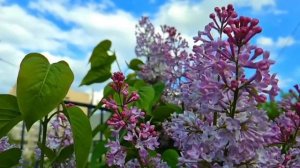 Жених собирал металлолом и сдавал его собирая на свадьбу...