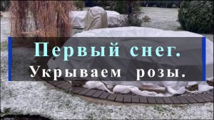Первый снег.Укрываем  розы.
