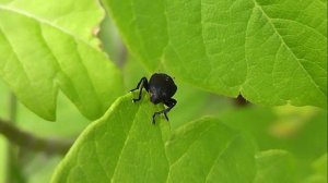 БИОСФЕРА: 229. Долгоносик Ирисовый (Mononychus punctumalbum)