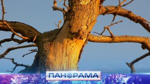 ⚡️ Безопасность на первом месте: 25-метровый аварийный тополь спилили по просьбе жителей