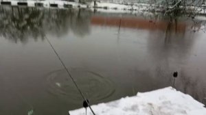 Светлые Горы Форель8 15.11.2025г.